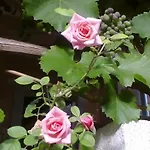 Yelena Rose West Apartament