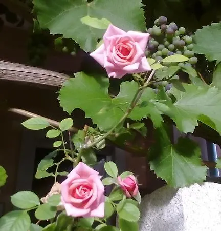 Yelena Rose West Апартаменты