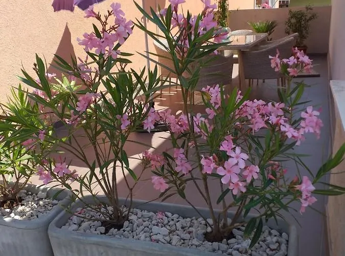 公寓 Yelena Rose West