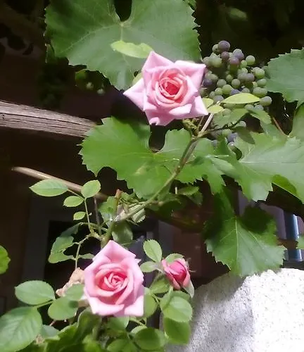 Yelena Rose West 公寓